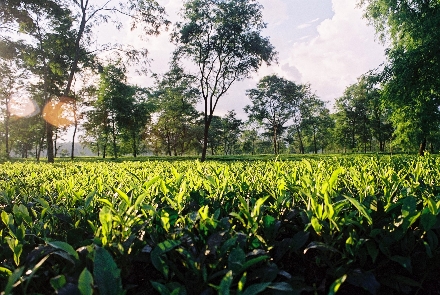 Teeanbau in Assam