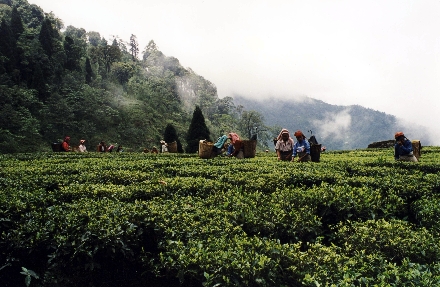 Teeanbau in Darjeeling
