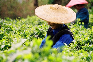 Teepfl&uuml;ckerinnen 4