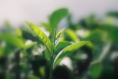 Assam Hybride (Brastagi)